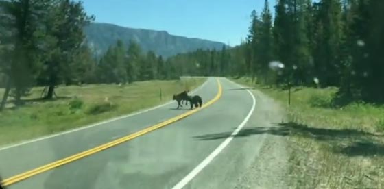 العدسة العابرة توثق افتراس دب جائع لبقرة هاربة صورة رقم 1