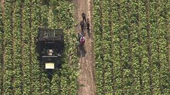 فرنسا: مصرع طفل امام عيني والده على يدي حصادة مجنونة صورة رقم 2