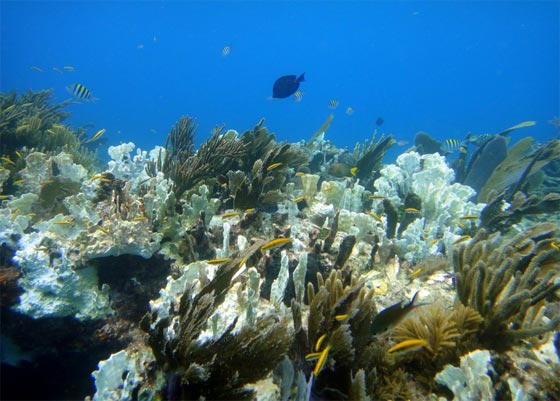 الارض تقترب اكثر فاكثر من الاحتباس الحراري.. هكذا ستبدو بعد قرن صورة رقم 5