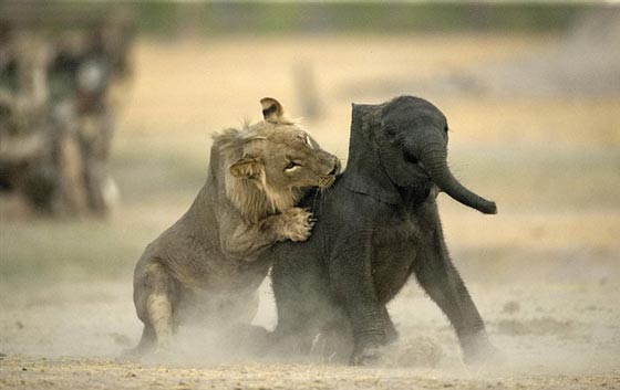 صور اصطياد شبل الاسد لفيل صغير ضل طريقه صورة رقم 2