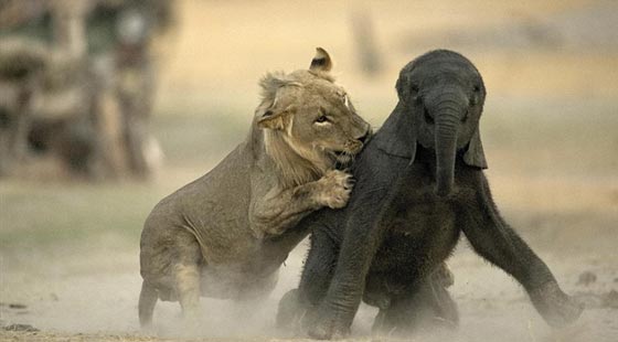 صور اصطياد شبل الاسد لفيل صغير ضل طريقه صورة رقم 4