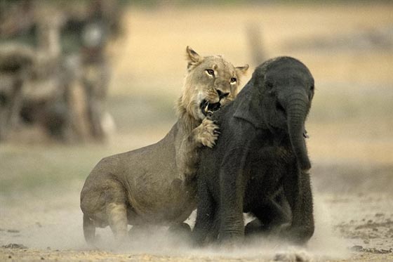 صور اصطياد شبل الاسد لفيل صغير ضل طريقه صورة رقم 5