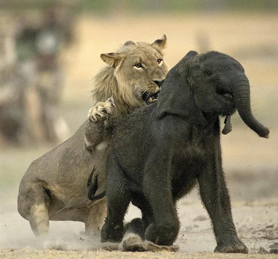 صور اصطياد شبل الاسد لفيل صغير ضل طريقه صورة رقم 6