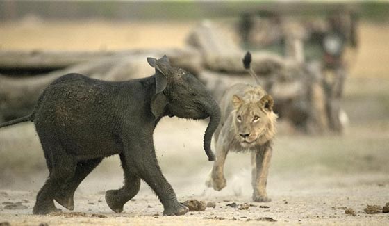 صور اصطياد شبل الاسد لفيل صغير ضل طريقه صورة رقم 1