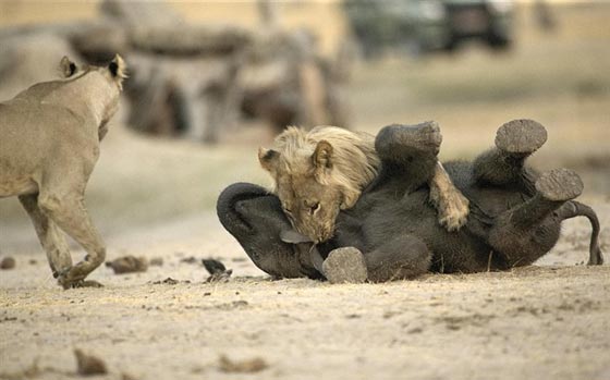 صور اصطياد شبل الاسد لفيل صغير ضل طريقه صورة رقم 8