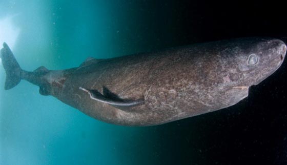  العثور على سمكة قرش ولدت قبل 400 في غرينلاند صورة رقم 1