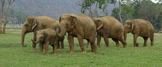 طريقة مبتدعة لمنع الافيال من التجول في مناطق مأهولة صورة رقم 1