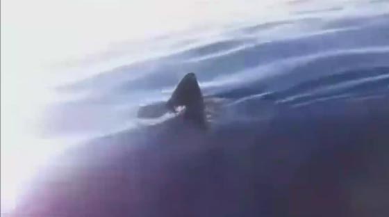 مغامرون يتوسلون بحبل لاصطياد سمكة قرش.. شاهدهم صورة رقم 1