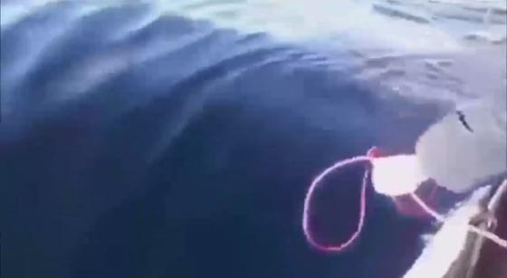 مغامرون يتوسلون بحبل لاصطياد سمكة قرش.. شاهدهم صورة رقم 2
