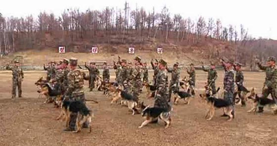 زعيم كوريا الشمالية يشجع شعبه الجائع على اكل الكلاب! صورة رقم 1