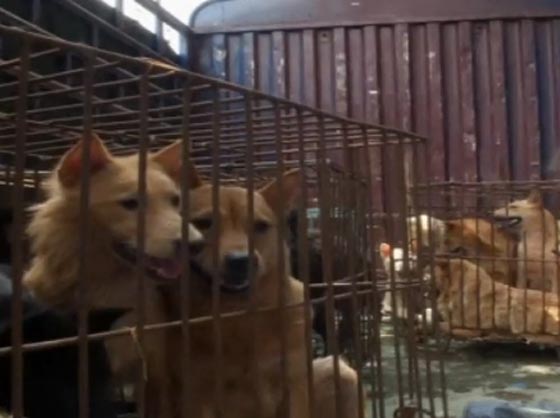 زعيم كوريا الشمالية يشجع شعبه الجائع على اكل الكلاب! صورة رقم 4