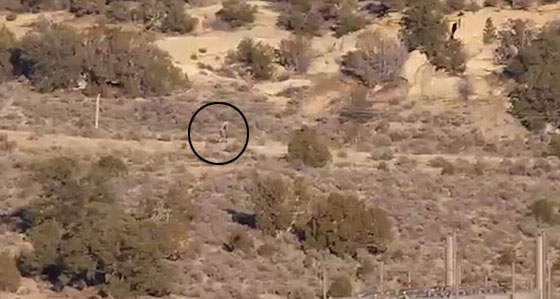 فيديو مثير.. مخلوق اسطوري غريب يظهر في صحراء البرتغال صورة رقم 1