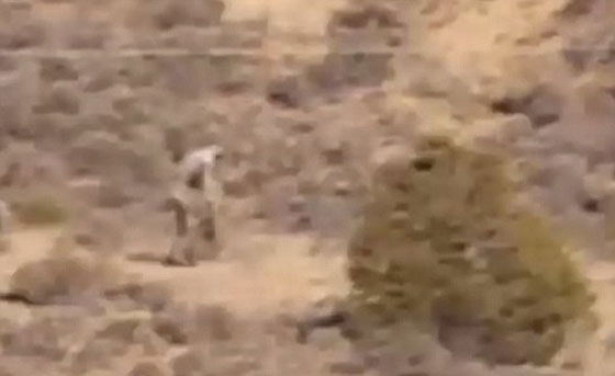 فيديو مثير.. مخلوق اسطوري غريب يظهر في صحراء البرتغال صورة رقم 3