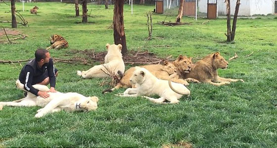  نمر ينقذ حارس حديقة حيوان من هجوم مباغت لفهد شرس.. فيديو صورة رقم 1