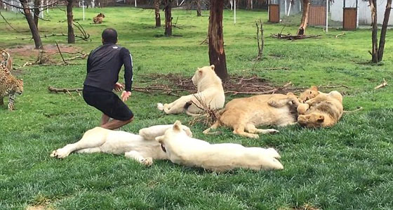  نمر ينقذ حارس حديقة حيوان من هجوم مباغت لفهد شرس.. فيديو صورة رقم 2