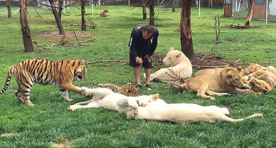  نمر ينقذ حارس حديقة حيوان من هجوم مباغت لفهد شرس.. فيديو صورة رقم 3
