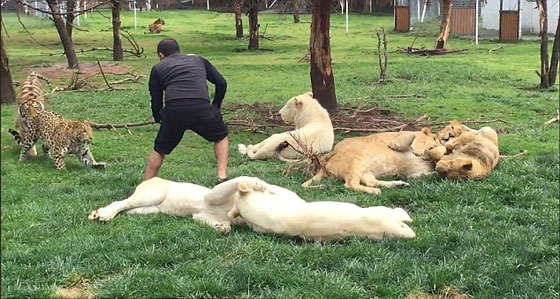  نمر ينقذ حارس حديقة حيوان من هجوم مباغت لفهد شرس.. فيديو صورة رقم 4