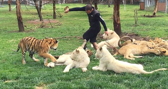  نمر ينقذ حارس حديقة حيوان من هجوم مباغت لفهد شرس.. فيديو صورة رقم 6