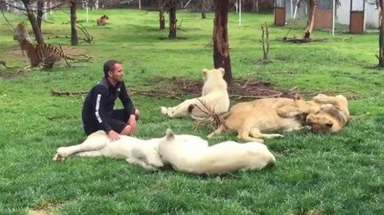 نمر ينقذ حارس حديقة حيوان من هجوم مباغت لفهد شرس.. فيديو صورة رقم 7