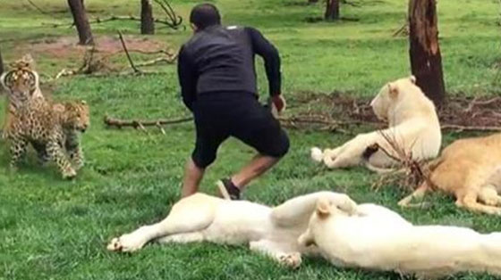  نمر ينقذ حارس حديقة حيوان من هجوم مباغت لفهد شرس.. فيديو صورة رقم 8