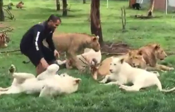  نمر ينقذ حارس حديقة حيوان من هجوم مباغت لفهد شرس.. فيديو صورة رقم 9