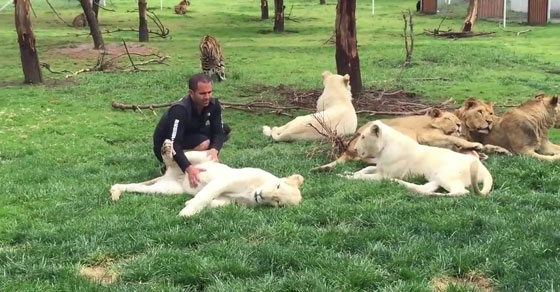  نمر ينقذ حارس حديقة حيوان من هجوم مباغت لفهد شرس.. فيديو صورة رقم 5