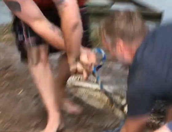 فيديو مثير.. تمساح يغضب من سائح فيقضم اصبع مدربه صورة رقم 4