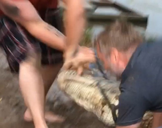 فيديو مثير.. تمساح يغضب من سائح فيقضم اصبع مدربه صورة رقم 5