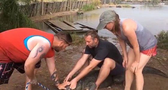 فيديو مثير.. تمساح يغضب من سائح فيقضم اصبع مدربه صورة رقم 6