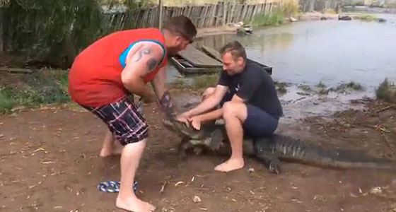 فيديو مثير.. تمساح يغضب من سائح فيقضم اصبع مدربه صورة رقم 1