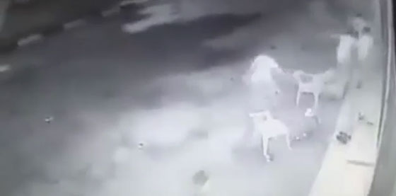 فيديو مروع.. جنود الاحتلال الهمجيون يلقون قنبلة على شبان فلسطينيين صورة رقم 4