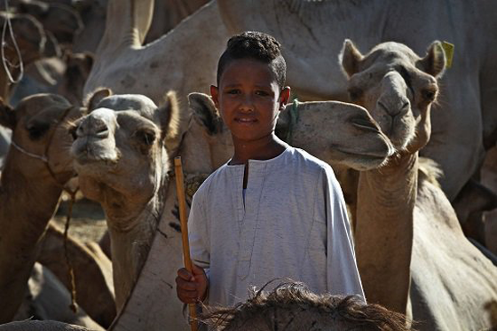 الطفل المعجزة محمد يروض الجمال ويراقصها ويدرّبها بكل شجاعة صورة رقم 3