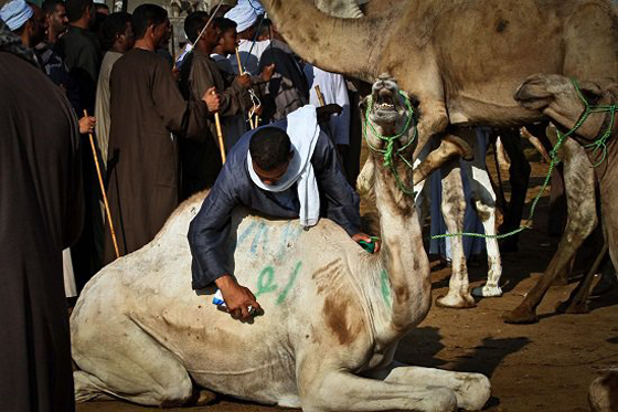 الطفل المعجزة محمد يروض الجمال ويراقصها ويدرّبها بكل شجاعة صورة رقم 4