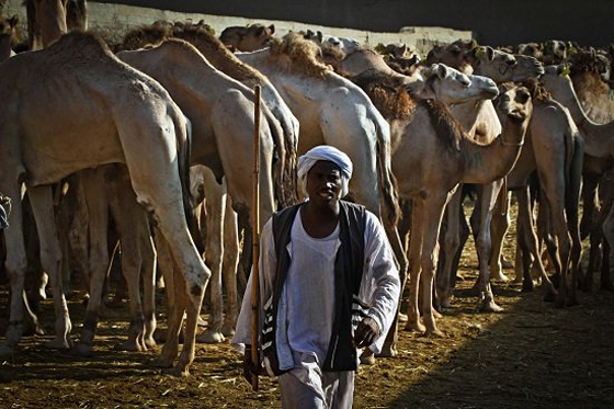 الطفل المعجزة محمد يروض الجمال ويراقصها ويدرّبها بكل شجاعة صورة رقم 5