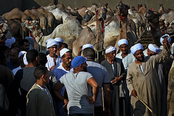 الطفل المعجزة محمد يروض الجمال ويراقصها ويدرّبها بكل شجاعة صورة رقم 6