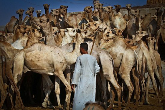 الطفل المعجزة محمد يروض الجمال ويراقصها ويدرّبها بكل شجاعة صورة رقم 7