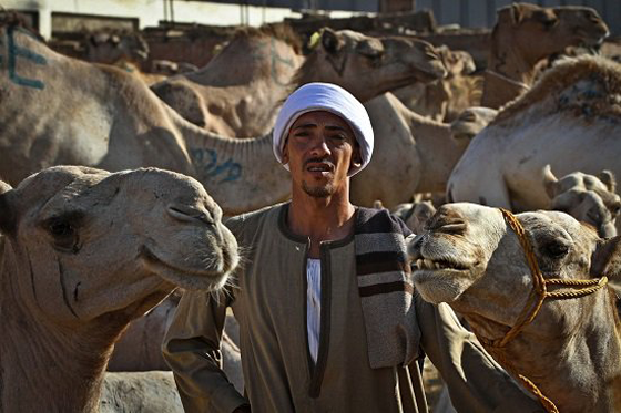 الطفل المعجزة محمد يروض الجمال ويراقصها ويدرّبها بكل شجاعة صورة رقم 8