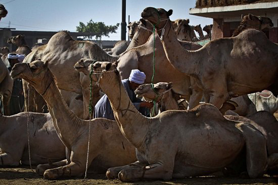الطفل المعجزة محمد يروض الجمال ويراقصها ويدرّبها بكل شجاعة صورة رقم 2