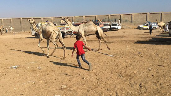 الطفل المعجزة محمد يروض الجمال ويراقصها ويدرّبها بكل شجاعة صورة رقم 10