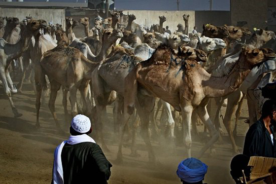 الطفل المعجزة محمد يروض الجمال ويراقصها ويدرّبها بكل شجاعة صورة رقم 11