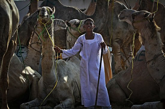 الطفل المعجزة محمد يروض الجمال ويراقصها ويدرّبها بكل شجاعة صورة رقم 12