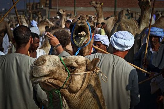 الطفل المعجزة محمد يروض الجمال ويراقصها ويدرّبها بكل شجاعة صورة رقم 13