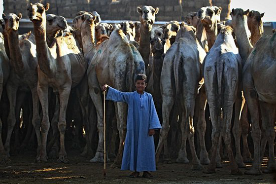 الطفل المعجزة محمد يروض الجمال ويراقصها ويدرّبها بكل شجاعة صورة رقم 1