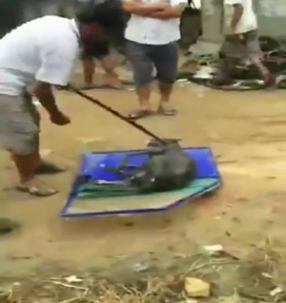 فيديو مؤلم.. عملية سلق كلب حي في قدر مياه مغلية يفجر حالة غضب صورة رقم 3