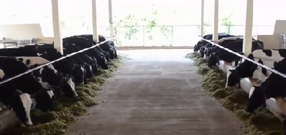 تخيل ماذا يمكن ان يحدث لو اختفى البشر فجأة عن كوكب الارض؟! صورة رقم 2 تخيل ماذا يمكن ان يحدث لو اختفى البشر فجأة عن كوكب الارض؟! صورة رقم 2