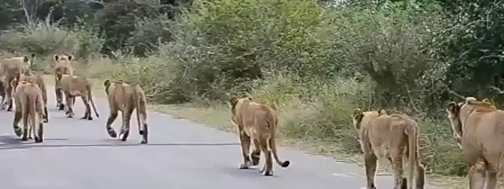 تخيل ماذا يمكن ان يحدث لو اختفى البشر فجأة عن كوكب الارض؟! صورة رقم 3 تخيل ماذا يمكن ان يحدث لو اختفى البشر فجأة عن كوكب الارض؟! صورة رقم 3