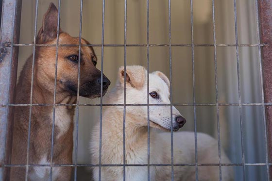 مؤسسة اسرائيلية تنقذ مأوى الكلاب الوحيد في فلسطين من الاغلاق صورة رقم 4