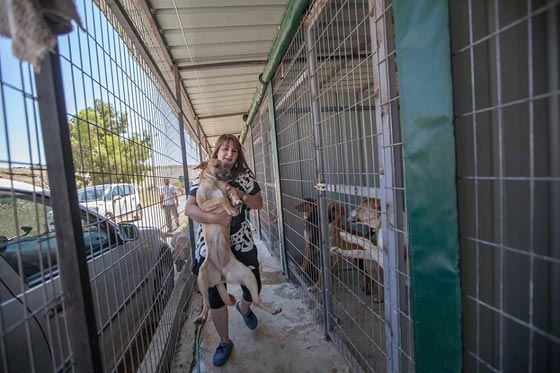 مؤسسة اسرائيلية تنقذ مأوى الكلاب الوحيد في فلسطين من الاغلاق صورة رقم 1