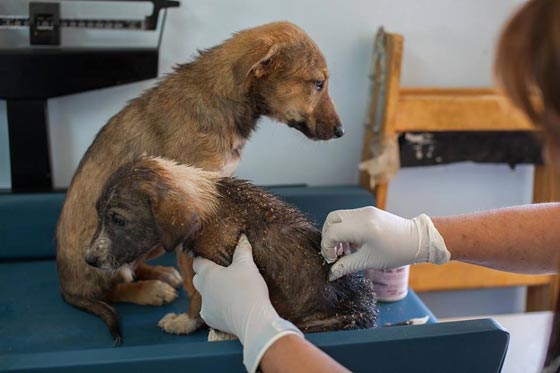 مؤسسة اسرائيلية تنقذ مأوى الكلاب الوحيد في فلسطين من الاغلاق صورة رقم 6