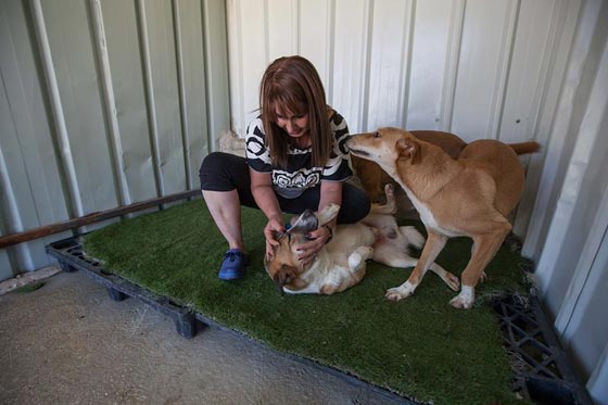مؤسسة اسرائيلية تنقذ مأوى الكلاب الوحيد في فلسطين من الاغلاق صورة رقم 2